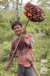 Palm Oil Cultivator in Quezon, Palawan - 